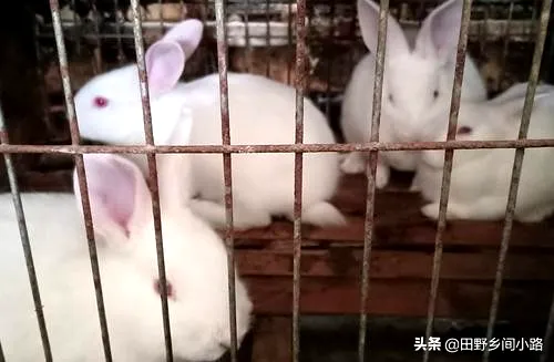 兔子的养殖技术要点及注意事项